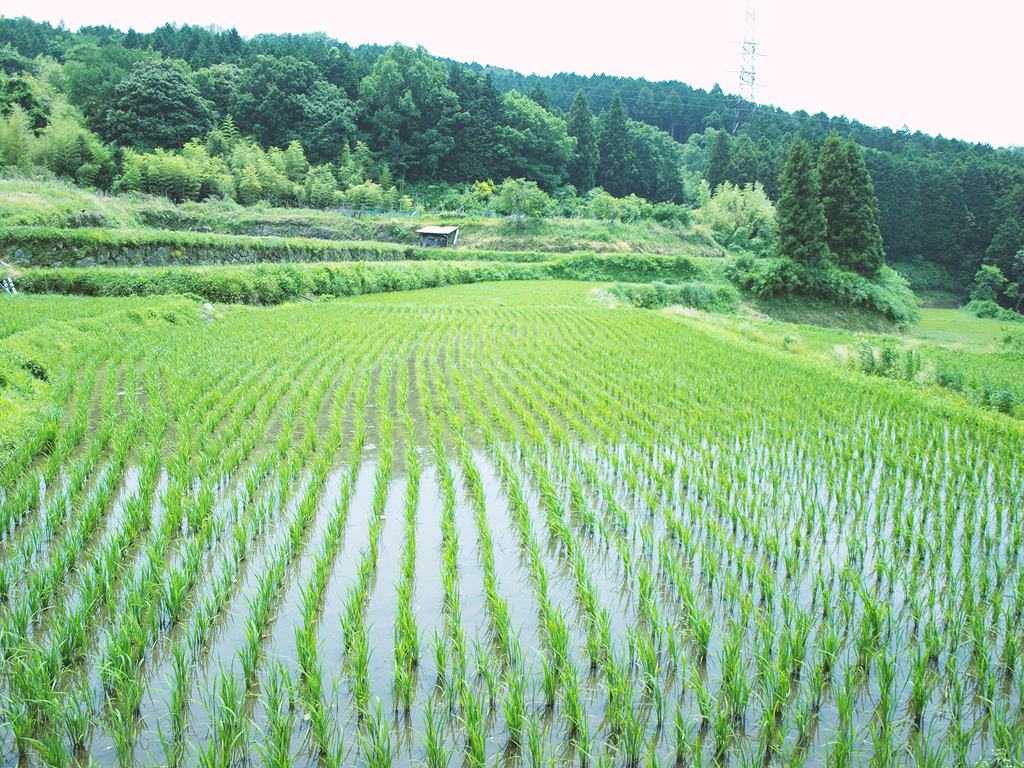 田園