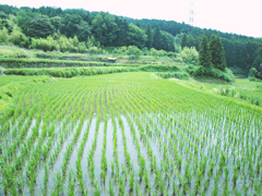 田園