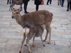 鹿の母子
