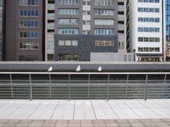 土佐堀川