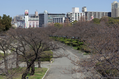 桜開花直前