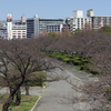 桜開花直前