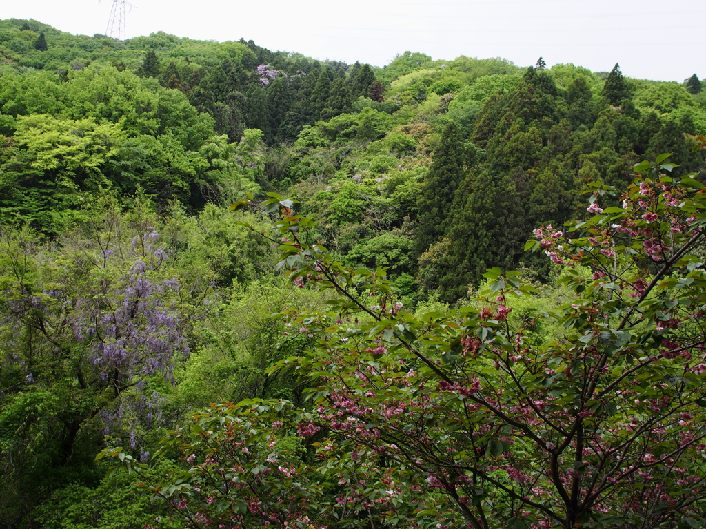 広葉樹林