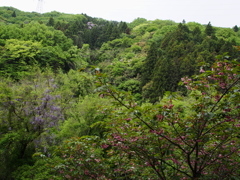 広葉樹林