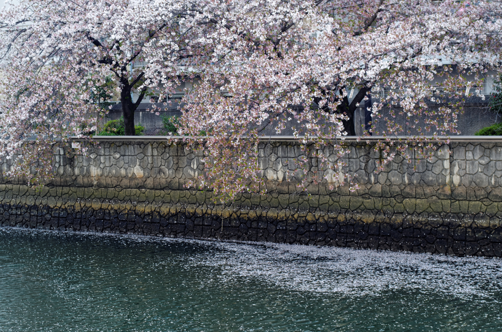名玉？　TAMRON 17A I