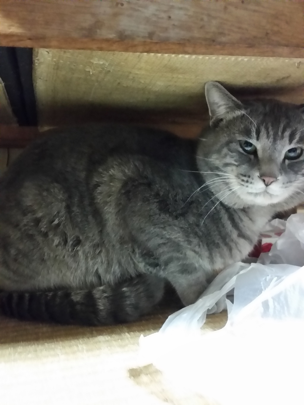 懐かない猫