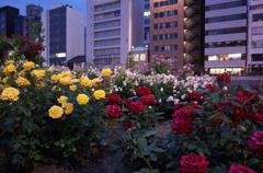 中ノ島公園　バラ園