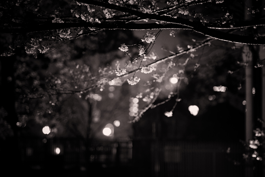 桜　光と影