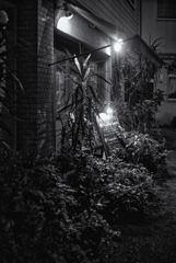 monochrome