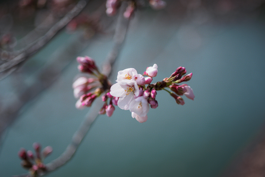 sakura Sa ku