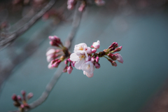 sakura Sa ku