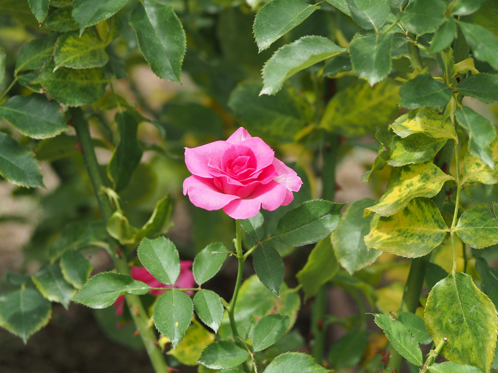 夏の薔薇　中之島公園