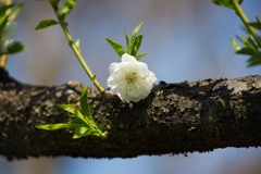 桃の花