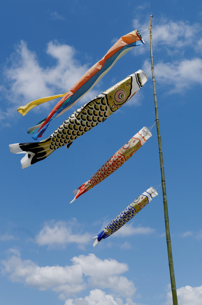 鯉のぼりあれこれ 吉野川