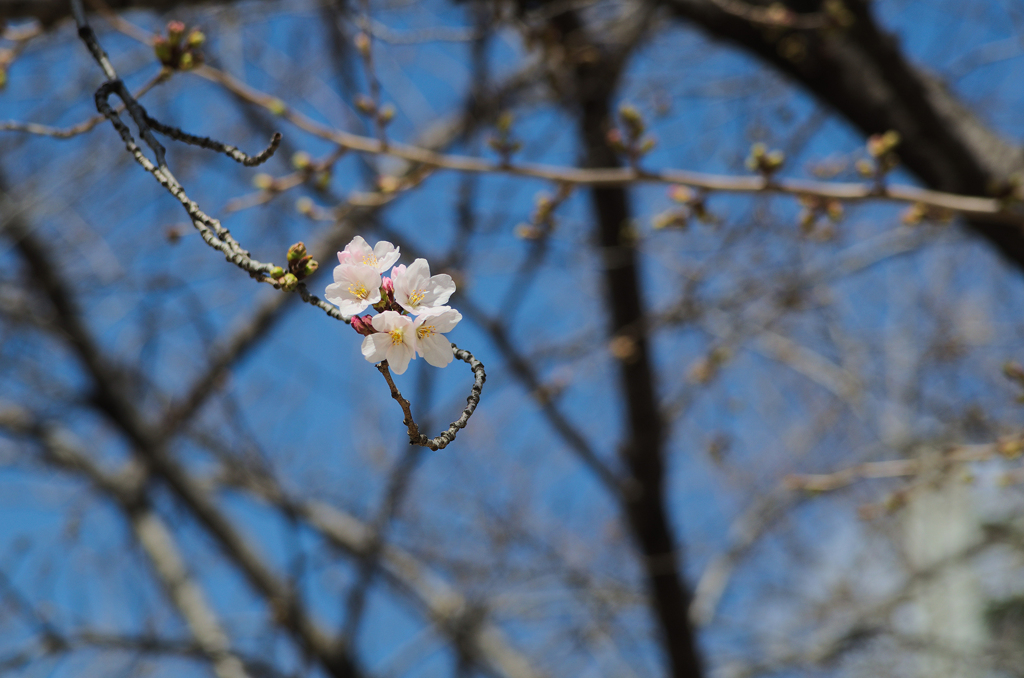 春の夢 - 開花速報
