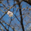 春の夢 - 開花速報
