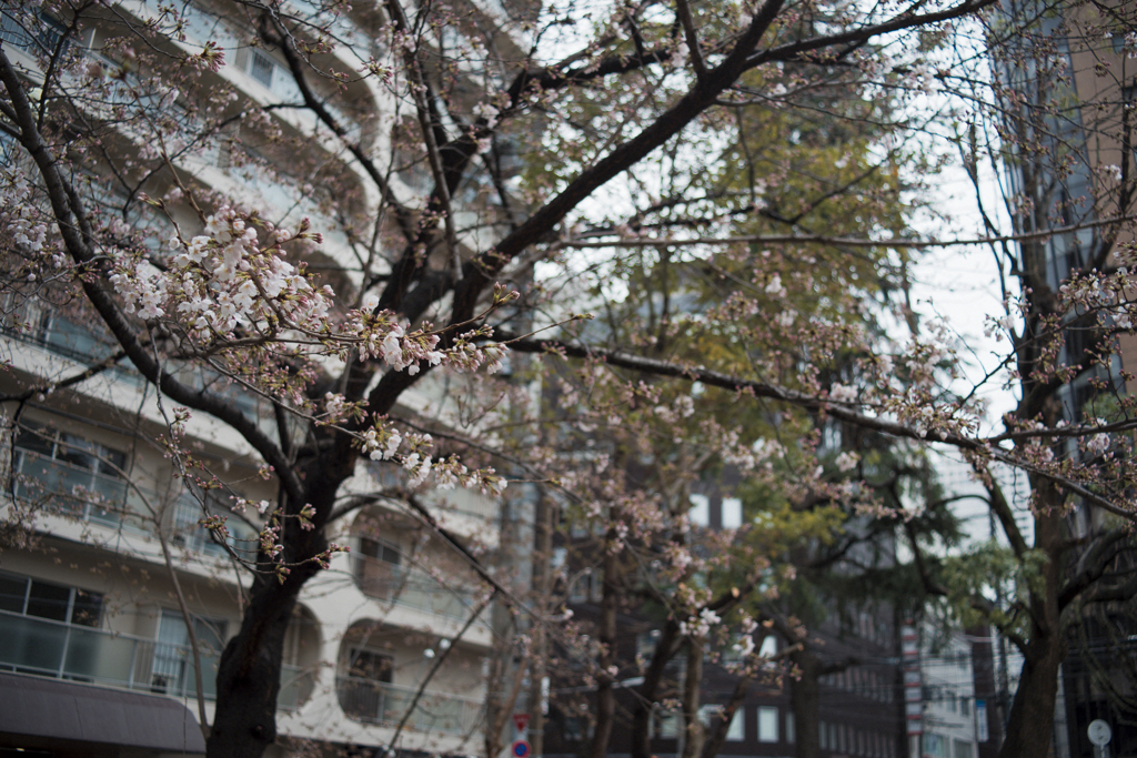 北大江公園　開花