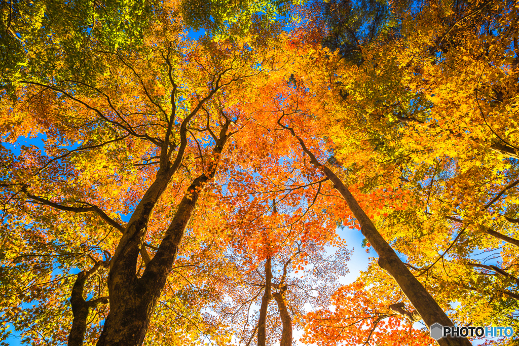 霧降の滝 紅葉