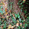 木の根元