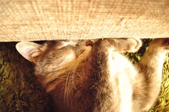家の猫