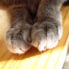 おてて