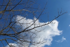 桜の枝
