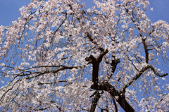 IMG_9237raw