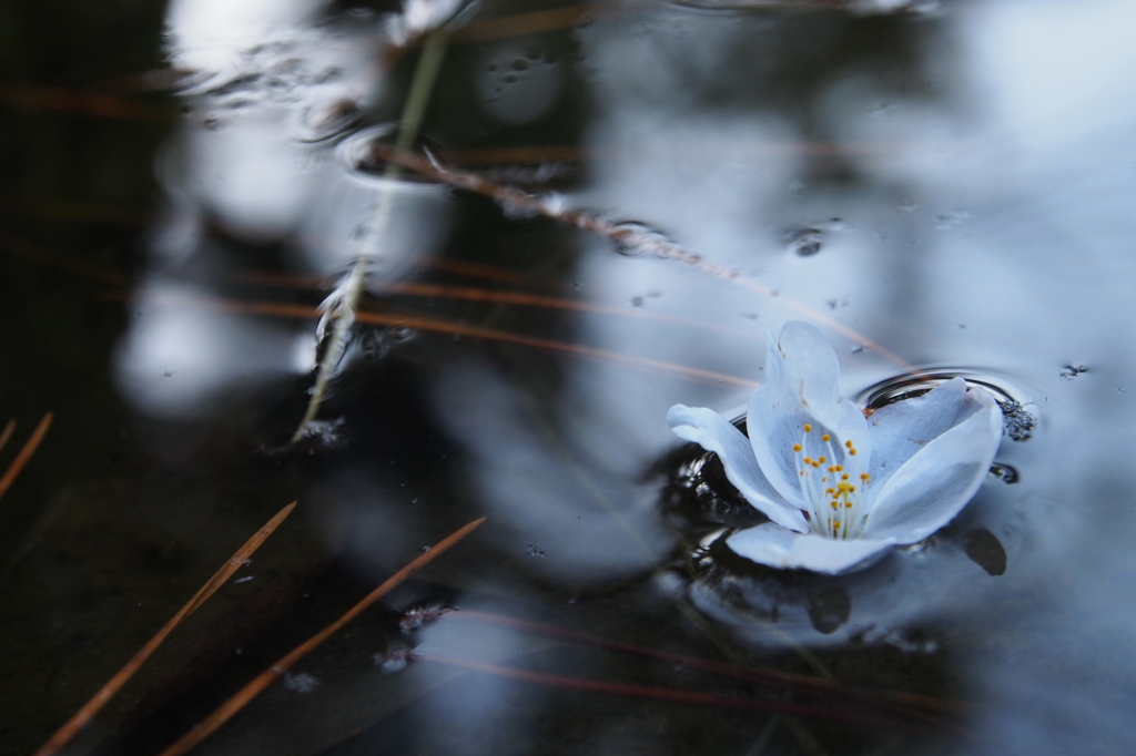 落花