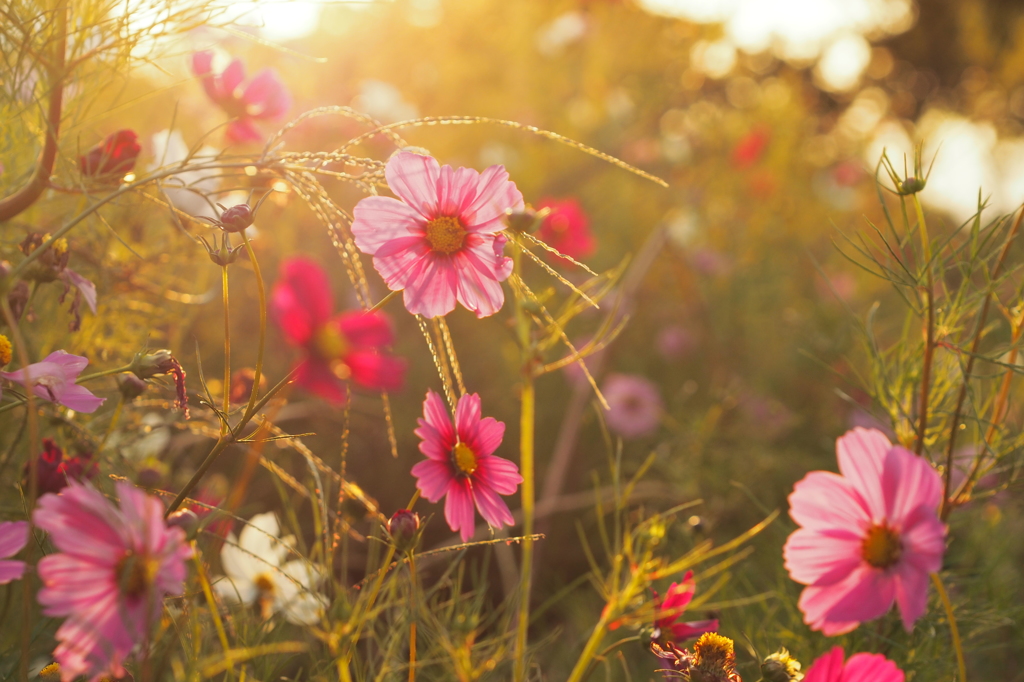 咲く花も　朽ちる花も