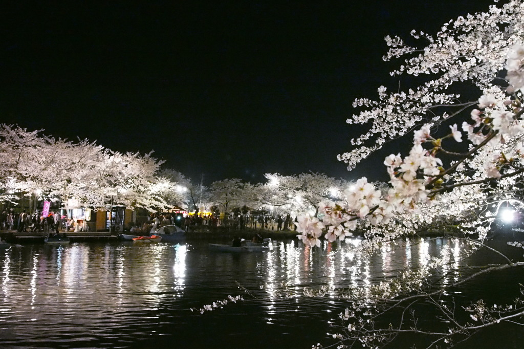 揺れるプラチナ桜