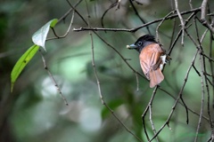 サンコウチョウ_200704-1