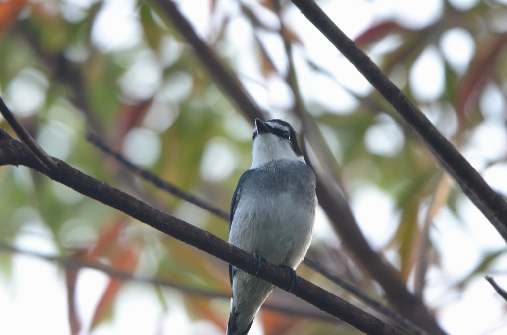 リュウキュウサンショウクイ1