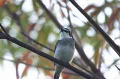 リュウキュウサンショウクイ1
