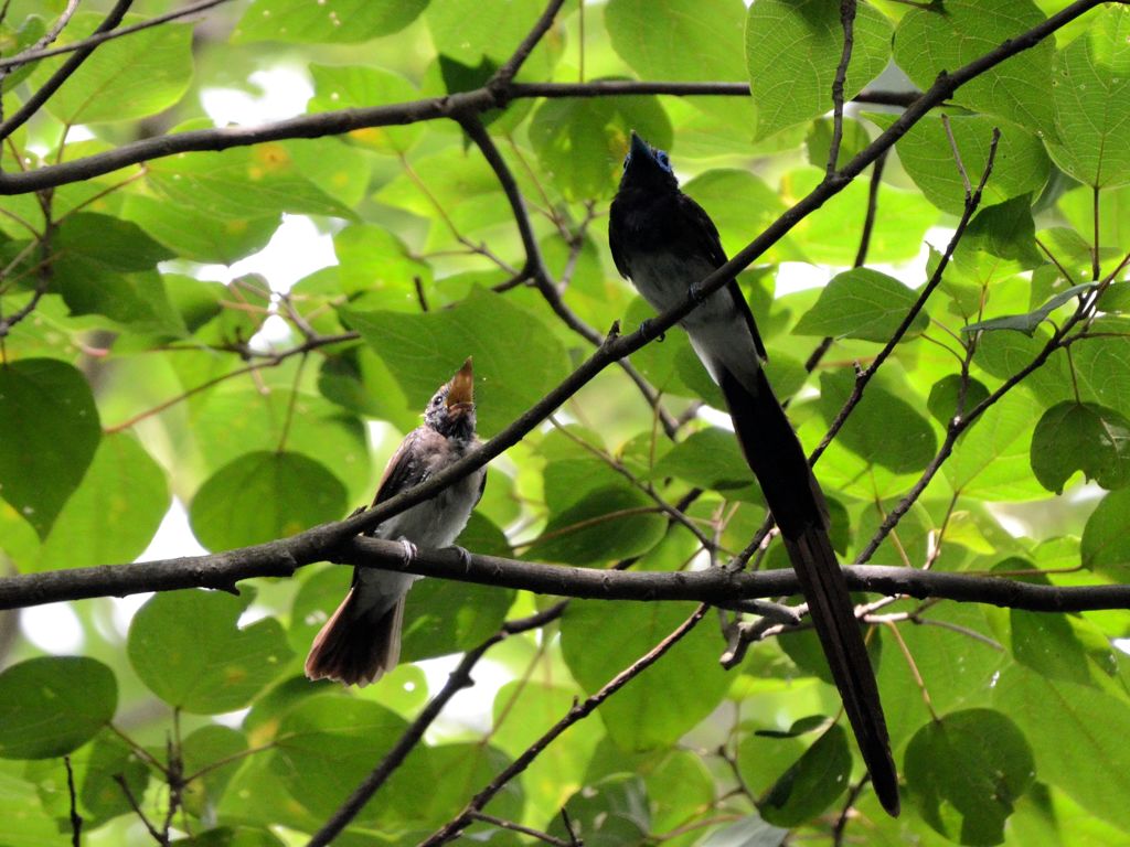 「父ちゃん遊んで！」