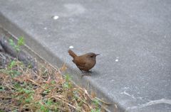 突然の来訪者