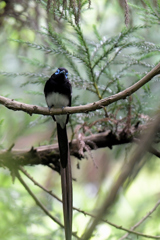 サンコウチョウ-1_01