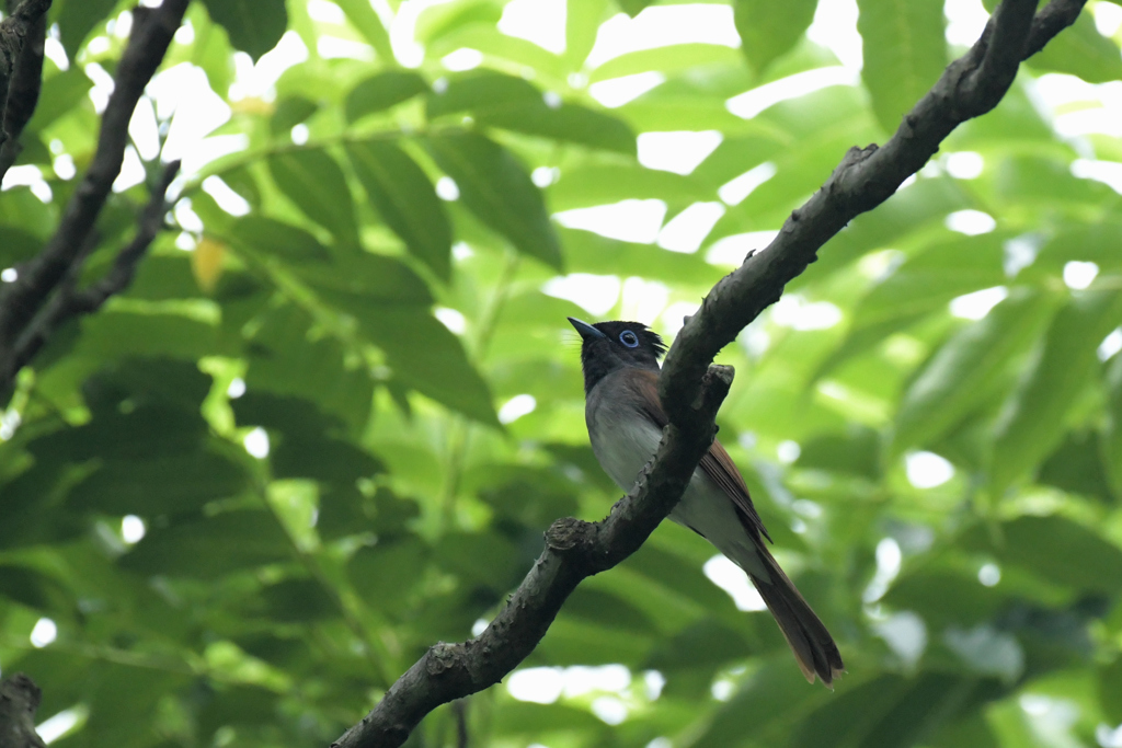 サンコウチョウ_7169