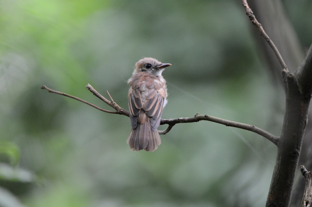 私は「スズメ」ではありませんよ　１