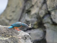 朝食は海鮮　2