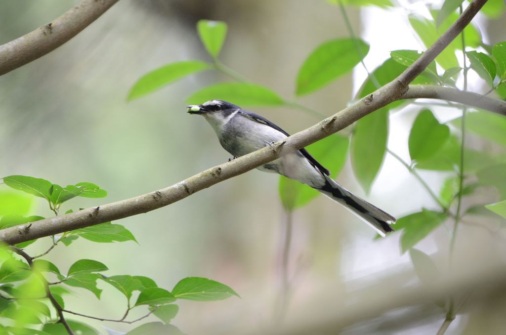 オキナワサンショウクイ1