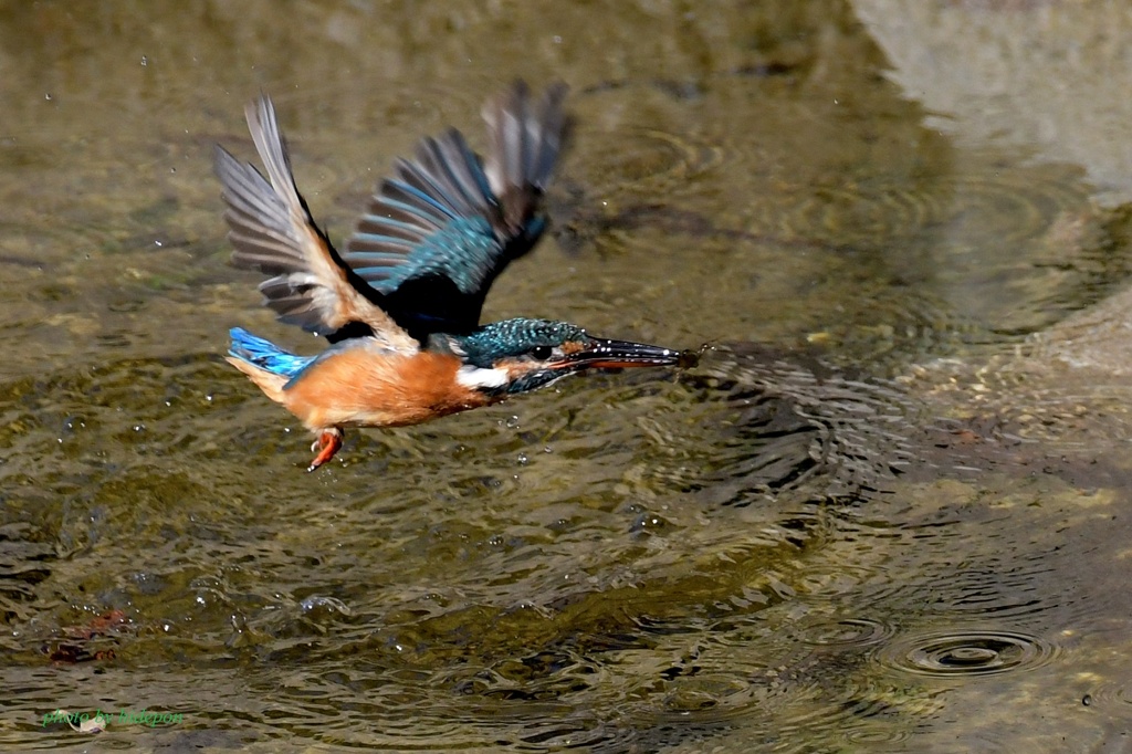 カワセミ_200928-3