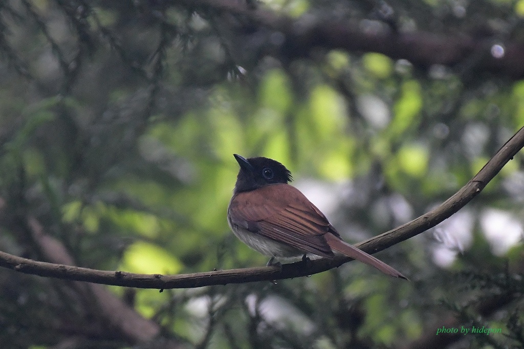 サンコウチョウ_200526-1
