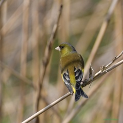 カワラヒワ_3028