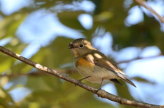 鳥の世界にも？　１