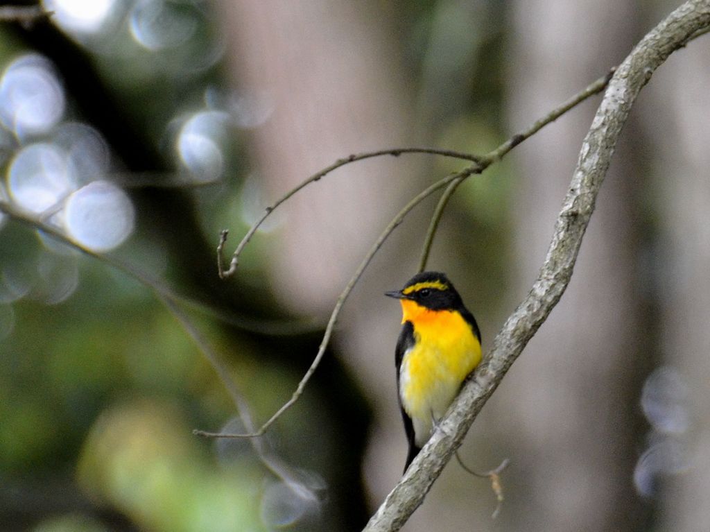 あっち向いて　ホイ