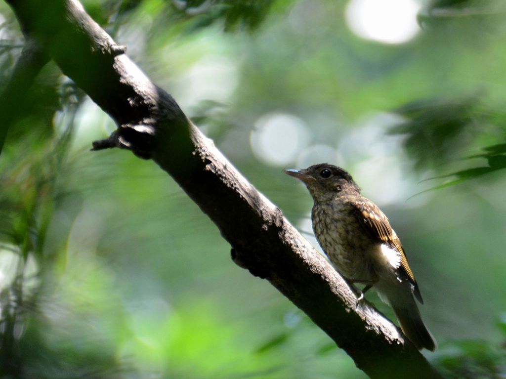キビタキ幼鳥15