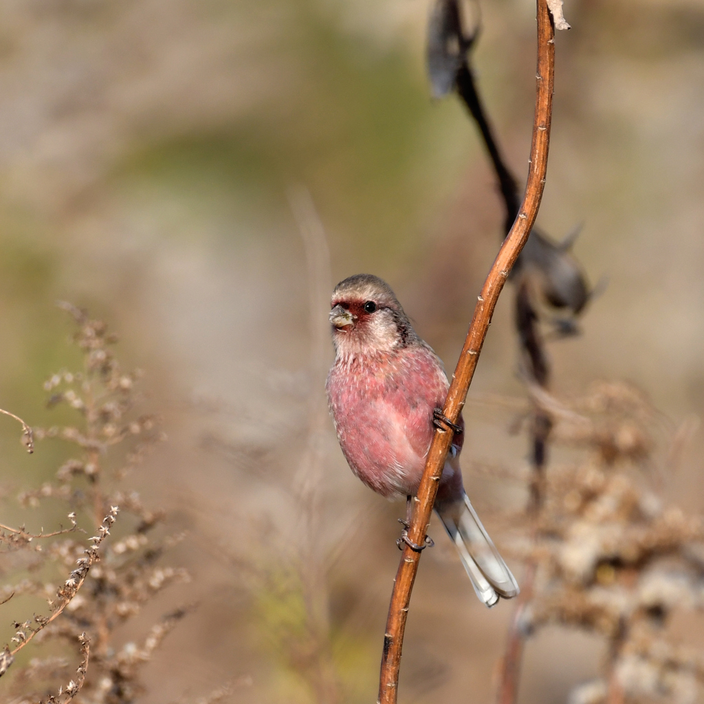 ベニマシコ_4272