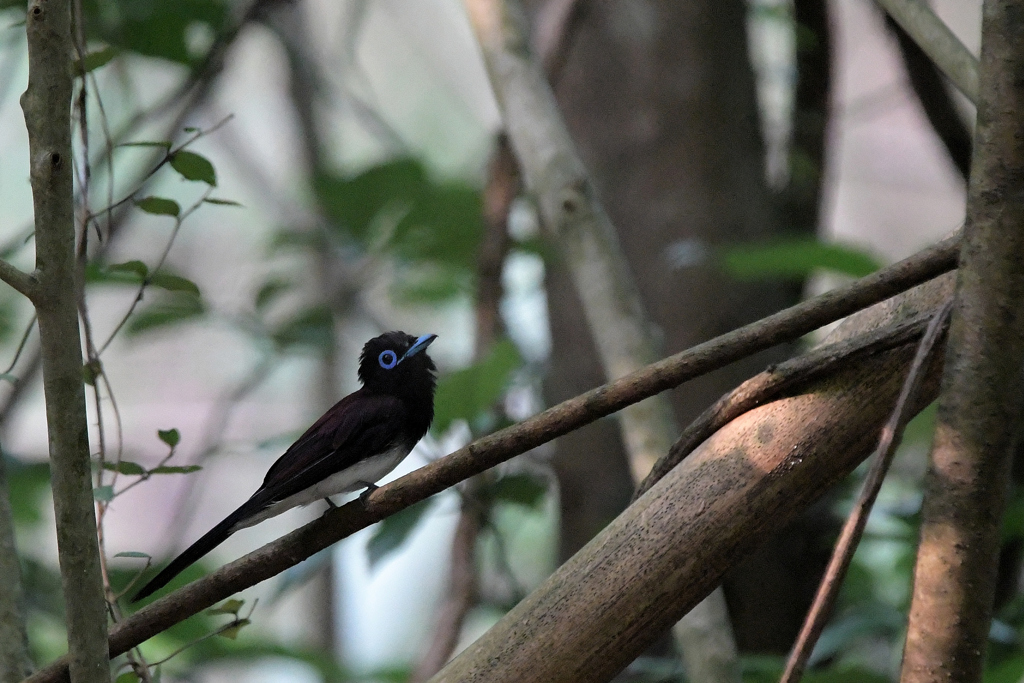 サンコウチョウ-14