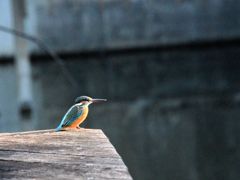 朝の薇睡み