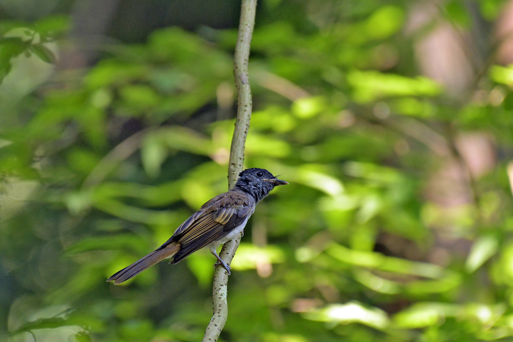 サンコウチョウ幼鳥_06261